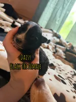 Daisy , a female Australian Shepherd for sale in Almyra, AR – 4 of 5