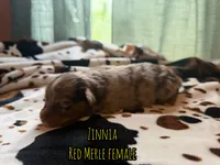 Zinnia , a female Australian Shepherd for sale in Almyra, AR – 4 of 6