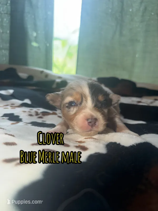 Clover  – Australian Shepherd puppy for sale in Almyra, AR