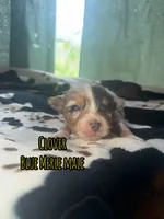 Clover , a male Australian Shepherd for sale in Almyra, AR – 1 of 5