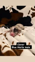 Clover , a male Australian Shepherd for sale in Almyra, AR – 2 of 5
