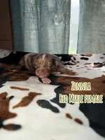 Zinnia , a female Australian Shepherd for sale in Almyra, AR – 6 of 6