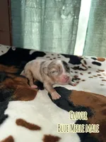 Clover , a male Australian Shepherd for sale in Almyra, AR – 4 of 5