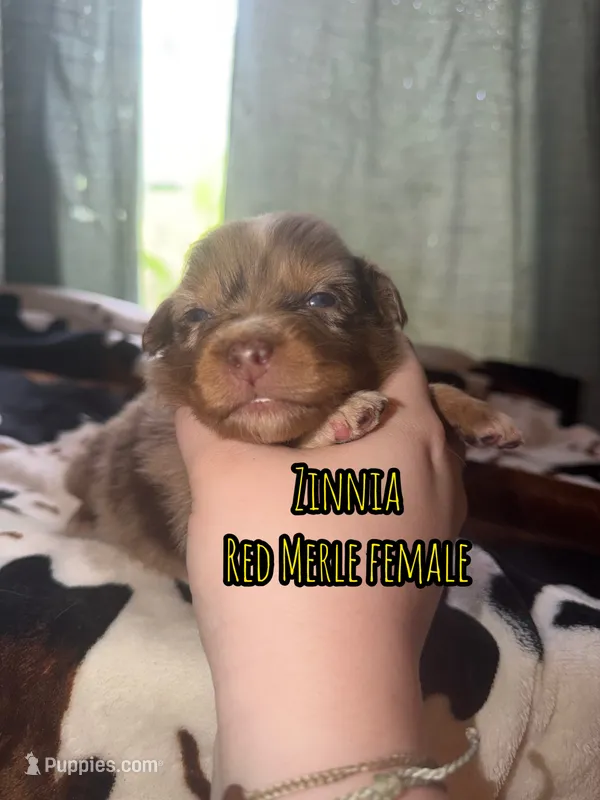 Zinnia  – Australian Shepherd puppy for sale in Almyra, AR