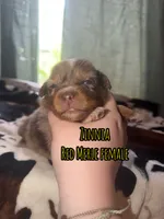 Zinnia , a female Australian Shepherd for sale in Almyra, AR – 1 of 6