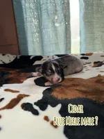 Cedar , a male Australian Shepherd for sale in Almyra, AR – 3 of 4