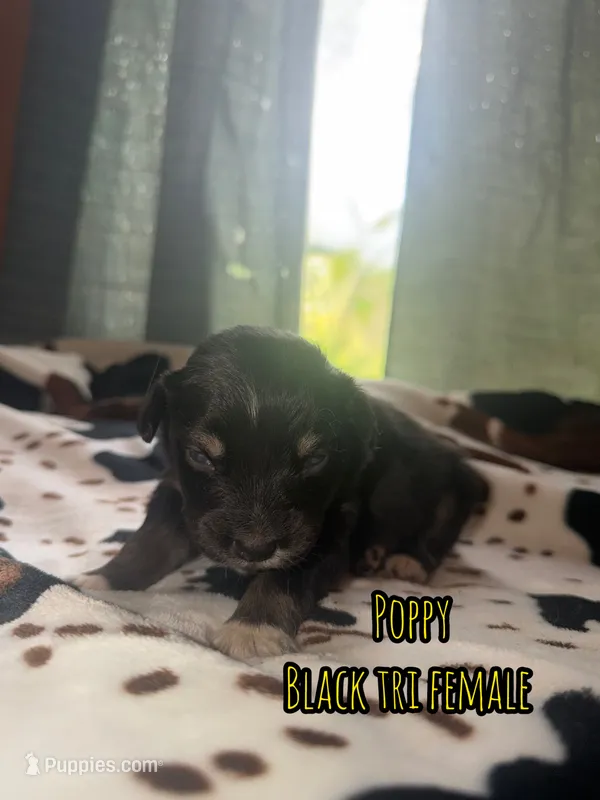 Poppy  – Australian Shepherd puppy for sale in Almyra, AR