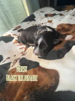 Daisy , a female Australian Shepherd for sale in Almyra, AR – 5 of 5