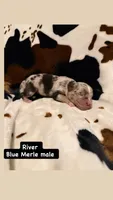 River , a male Australian Shepherd for sale in Almyra, AR – 2 of 5