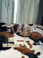 River , a male Australian Shepherd for sale in Almyra, AR – 3 of 5
