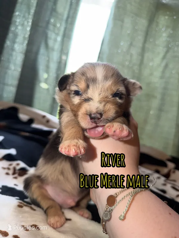 River  – Australian Shepherd puppy for sale in Almyra, AR