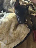 Riot, a male Belgian Malinois for sale in Halifax, VA – Photo 2 of 4