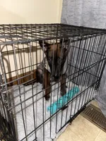 Riot, a male Belgian Malinois for sale in Halifax, VA – Photo 3 of 4