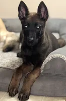 Riot, a male Belgian Malinois for sale in Halifax, VA – Photo 1 of 4