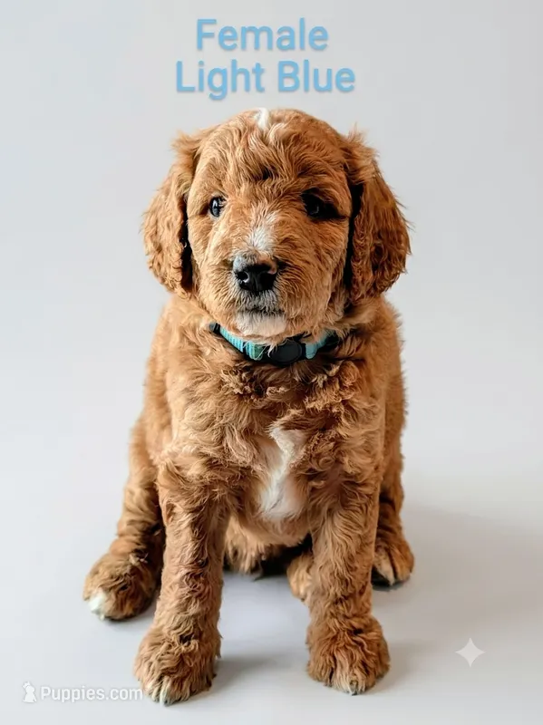 Light Blue , a female Aussiedoodle for sale in Meyersdale, PA – 1 of 2
