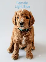 Light Blue , a female Aussiedoodle for sale in Meyersdale, PA – 1 of 2