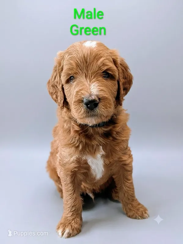 Green, a male Aussiedoodle for sale in Meyersdale, PA – 1 of 2