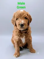 Green, a male Aussiedoodle for sale in Meyersdale, PA – 1 of 2