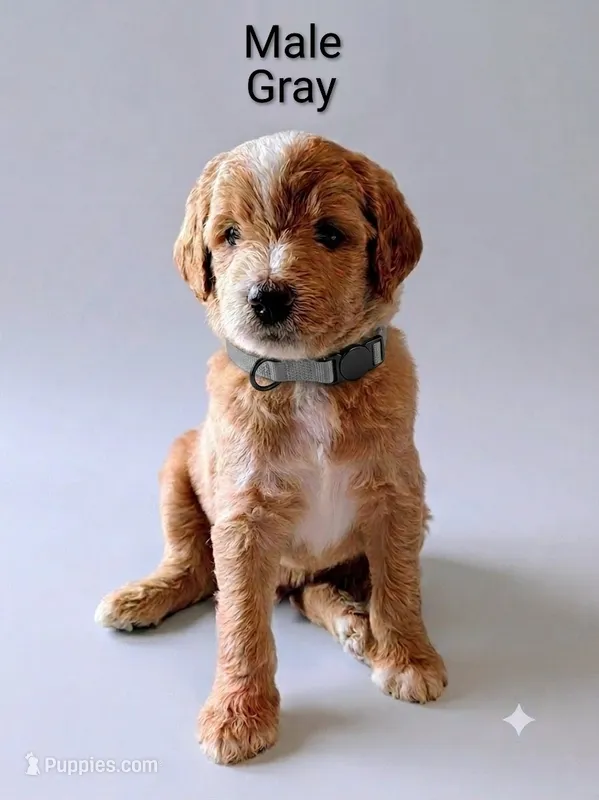 Gray – Aussiedoodle puppy for sale in Meyersdale, PA