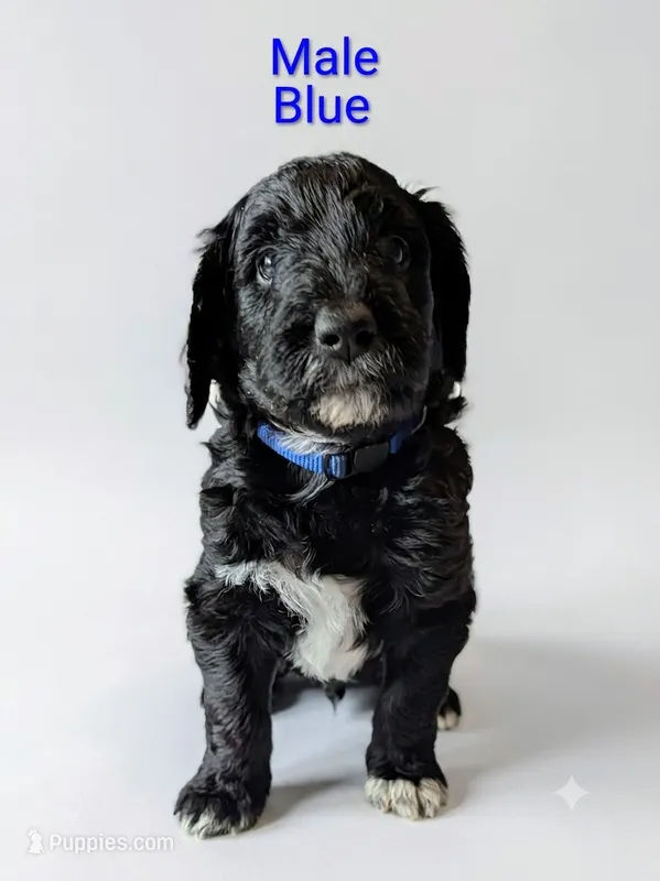 Blue – Aussiedoodle puppy for sale in Meyersdale, PA