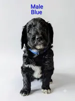 Blue, a male Aussiedoodle for sale in Meyersdale, PA – 1 of 2