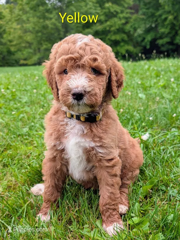 Yellow – Aussiedoodle puppy for sale in Meyersdale, PA