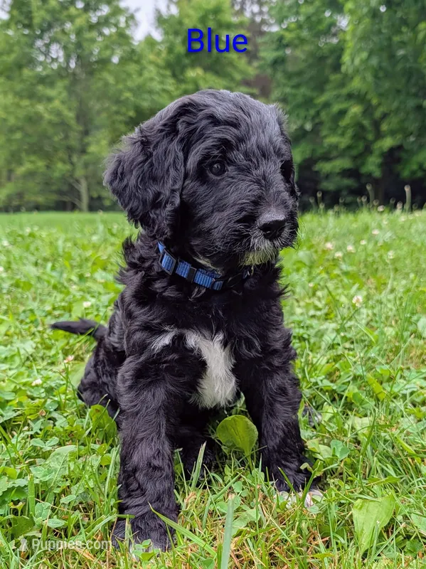 Blue – Aussiedoodle puppy for sale in Meyersdale, PA