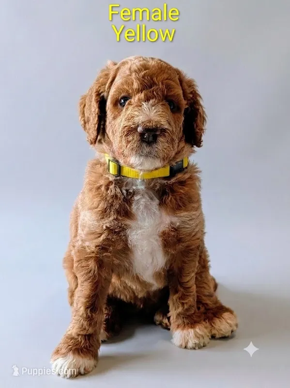Yellow, a female Aussiedoodle for sale in Meyersdale, PA – 1 of 2