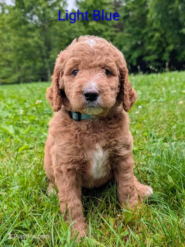 Light Blue – Aussiedoodle puppy for sale in Meyersdale, PA