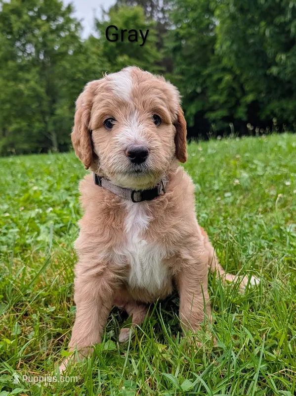 Gray – Aussiedoodle puppy for sale in Meyersdale, PA