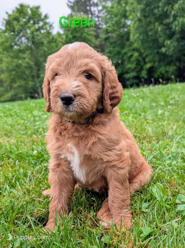 Green – Aussiedoodle puppy for sale in Meyersdale, PA