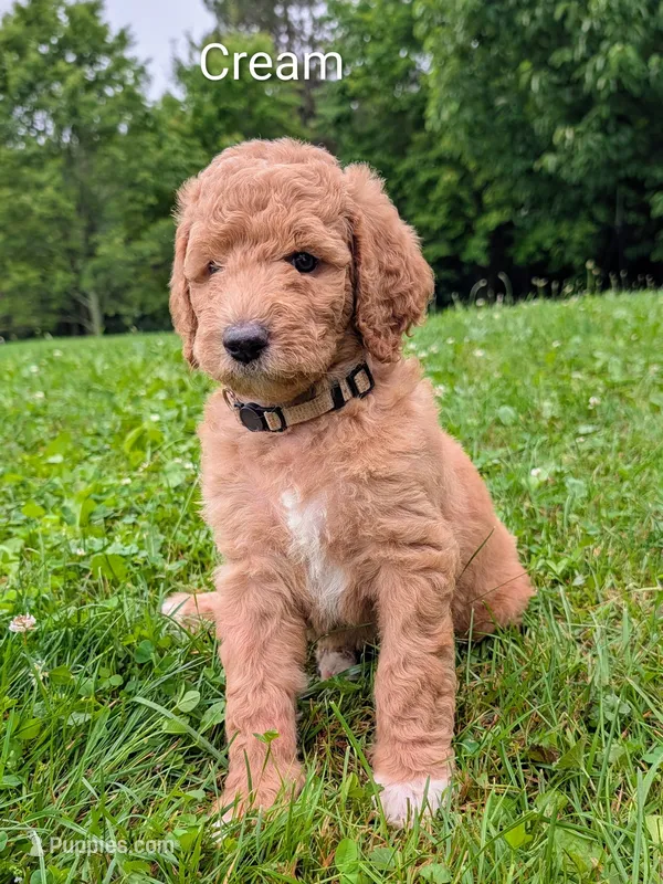 Cream – Aussiedoodle puppy for sale in Meyersdale, PA