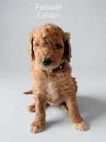 Cream, a female Aussiedoodle for sale in Meyersdale, PA – 1 of 2