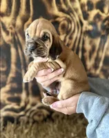 Bloodhound , a  Bloodhound for sale in Muskogee, OK – 1 of 2