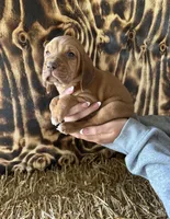 Bloodhound , a  Bloodhound for sale in Muskogee, OK – 2 of 2