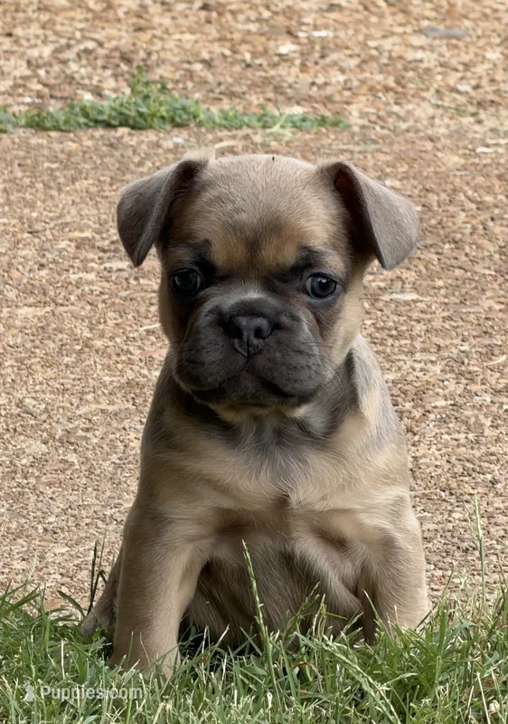 Coco – French Bulldog puppy for sale in Florissant, MO
