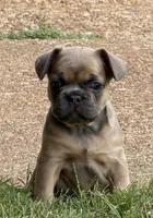 Coco, a female French Bulldog for sale in Florissant, MO – 1 of 5