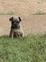 Coco, a female French Bulldog for sale in Florissant, MO – 2 of 5