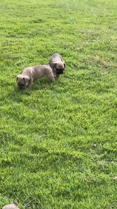 Coco, a female French Bulldog for sale in Florissant, MO – 5 of 5