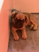 Big guy , a male French Bulldog for sale in Florissant, MO – 3 of 4