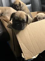 Big guy , a male French Bulldog for sale in Florissant, MO – 2 of 4