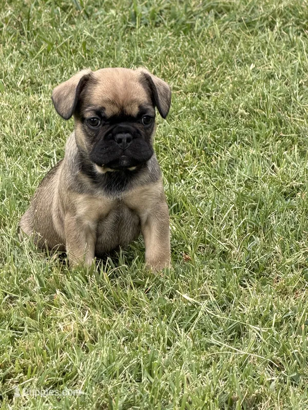 Princess – French Bulldog puppy for sale in Florissant, MO