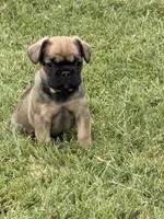 Princess, a male French Bulldog for sale in Florissant, MO – 1 of 1