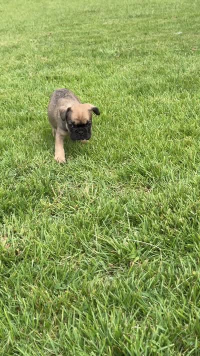 Big guy , a male French Bulldog for sale in Florissant, MO – 4 of 4