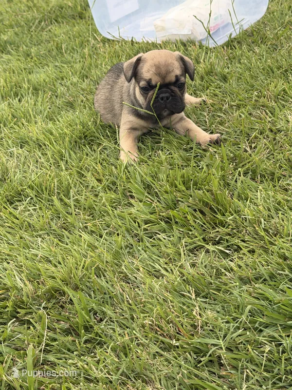 Big guy  – French Bulldog puppy for sale in Florissant, MO