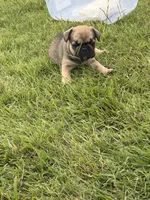 Big guy , a male French Bulldog for sale in Florissant, MO – 1 of 4