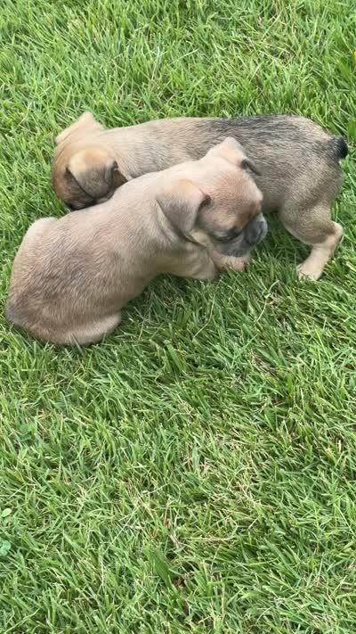 Coco, a female French Bulldog for sale in Florissant, MO – 4 of 5