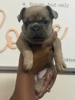 Coco, a female French Bulldog for sale in Florissant, MO – 3 of 5