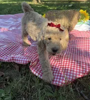 Miss Hazel, a male Goldendoodle for sale in Huntingdon, TN – 5 of 5