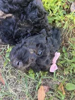 Miss Iris, a male Goldendoodle for sale in Huntingdon, TN – 2 of 6